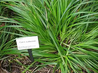 Description de l'image Carex wahuensis in Lyon Arboretum.jpg.