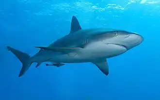 Carcharhinus perezii