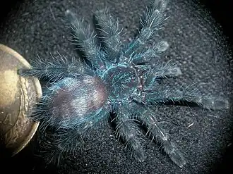 Description de l'image CaribenaVersicolorL3.jpg.