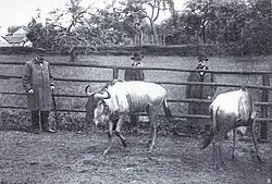 Photo en noir et blanc de trois hommes observant deux gnous dans un enclos.