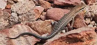 Description de l'image Carlia amax 296642109.jpg.