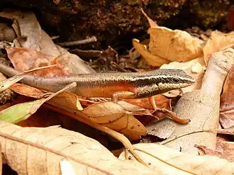 Description de l'image Carlia rostralis 11882892.jpg.