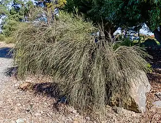 Description de l'image Carmichaelia muritai, Timaru Botanic Garden, New Zealand.jpg.