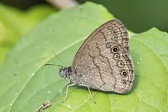 Description de l'image Carolina satyr (Hermeuptychia sosybius) underside Honduras.jpg.