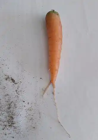 Image illustrative de l’article Carotte de Saint-Valery