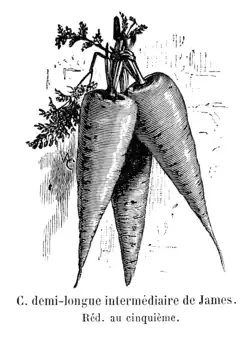 Demi-longue intermédiaire.