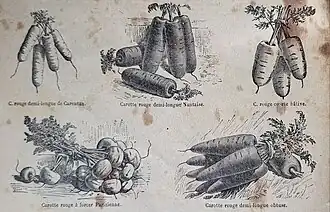 diverses variétés rouges.