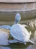 Tortue.