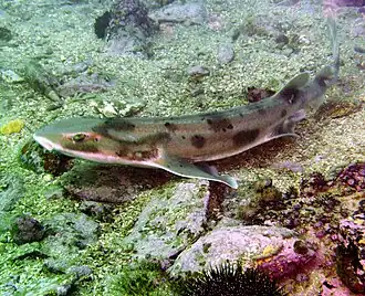 Cephaloscyllium isabellum