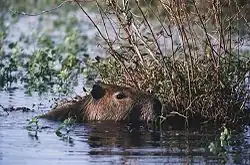 Capybara ou carpincho, Hydrochoerus hydrochaeris, dans les Esteros del Iberá.
