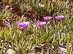 Fleurs de croc de sorcière (Carpobrotus edulis).