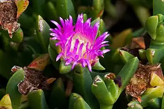 Description de l'image Carpobrotus rossii.jpg.