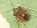 Carpocoris purpureipennis01 (Pentatomidae)