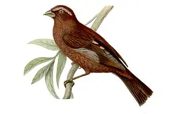 Description de l'image Carpodacus vinaceus male.jpg.