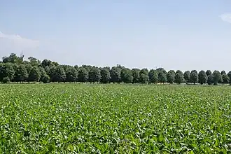 Les rangées de tilleuls déliminant le périmètre du Carré Sénart.