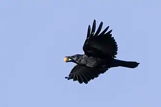 Oiseau noir en vol, tenant une noix dans son bec.