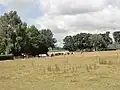 Paysage avec vaches.