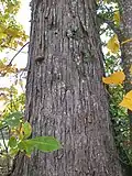 Tronc et écorce d'un Carya ovata croissant en Europe (Morbihan, France).