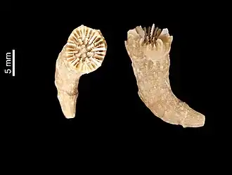 Description de l'image Caryophyllia abrupta (MNHN-IK-2009-221).jpeg.