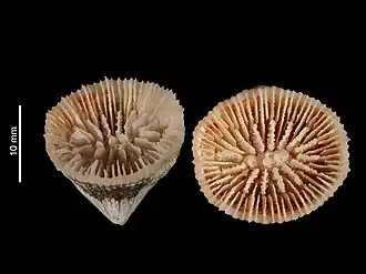 Description de l'image Caryophyllia cornulum (MNHN-IK-2009-1675).jpeg.