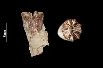 Description de l'image Caryophyllia hawaiiensis (MNHN-IK-2009-1762).jpeg.