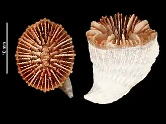 Description de l'image Caryophyllia unicristata (MNHN-IK-2009-1679).jpeg.