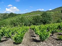 La photographie couleur montre des vignes plantées en coteau peu pentu. Le sol travaillé montre une terre gris ardoise mêlée de petits cailloux de même couleur. Une haie d'arbre emplit le fond du vallon. En arrière plan, une autre vigne fait face de l'autre côté du thalweg.