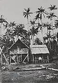 Une case créole entourée de palmiers à Terre Rouge à la fin du XIXe&nbsp;siècle
