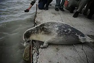 Phoque de la Caspienne en Iran en octobre 2016.