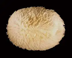 Cassidulus caribaearum