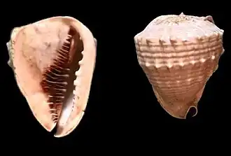 Cassis madagascariensis