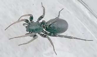 Description de l'image Castianeira sp PEM.jpg.