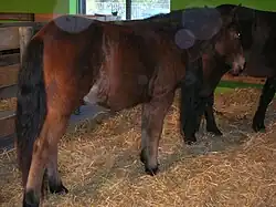 Dans une stabulation paillée d'un hall d'exposition, un cheval bai se tient de dos de trois-quart, la tête vers un autre congénère au fond.