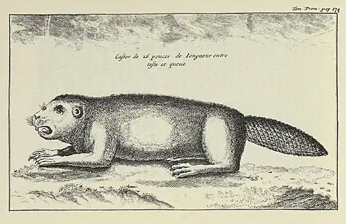 « Ces animaux semblent se parler & raisonner les uns avec les autres par certains tons plaintifs non articulez. »