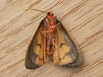 Description de cette image, également commentée ci-après