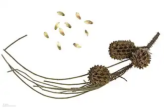 Fruits et graines au Muséum de Toulouse.