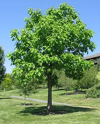 Description de l'image Catalpa speciosa 20060624.jpg.