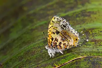 Description de cette image, également commentée ci-après