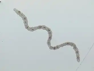 Catenula lemnae, un Catenulida