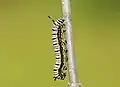 chenille