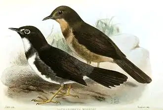 Description de l'image Catharopeza bishopi Smit.jpg.