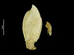 Catherinum recurvitergum