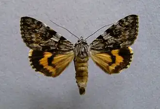 Catocala conversa, la Compagne