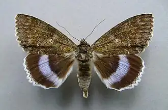 Catocala fraxini, la Lichénée bleue
