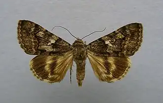 Catocala separata