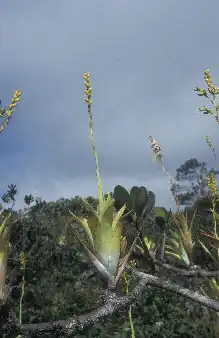 Description de l'image CatopsisBerteroniana AtSierraDeLema4836.jpg.