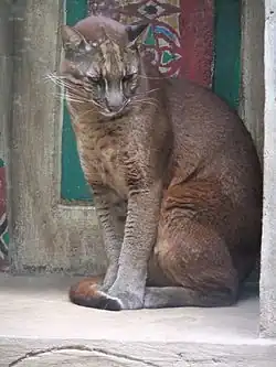 Chat de Temminck au Taman Safari Park.