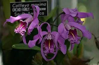 Description de l'image Cattleya maxima 1.jpg.