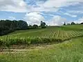 Vigne de l'AOC Saint-mont