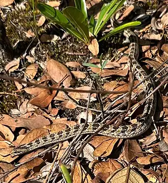 Description de l'image Causus bilineatus - Robert Taylor - 452504186.jpeg.